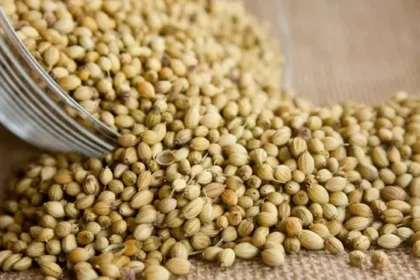 10 Manfaat Minum Air Ketumbar Sebelum Tidur, Efek Samping dan Cara Konsumsi Aman