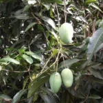 Ragam Manfaat Pohon Mangga, dari Aspek Kesehatan hingga Konservasi Lingkungan