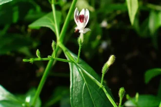 Daun sambiloto, si pahit berkhasiat, ternyata menyimpan 10 manfaat daun sambiloto luar biasa untuk tubuh. Dari flu hingga daya tahan, temukan rahasia herbal ini di sini!