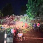 Penampakan Pohon Beringin Besar di Kota Bogor Tumbang dan Tutupi Jalan