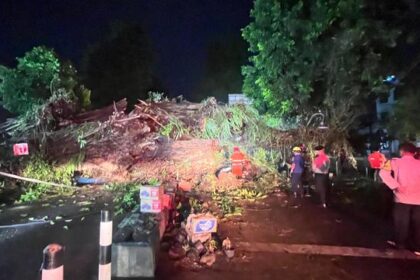 Penampakan Pohon Beringin Besar di Kota Bogor Tumbang dan Tutupi Jalan