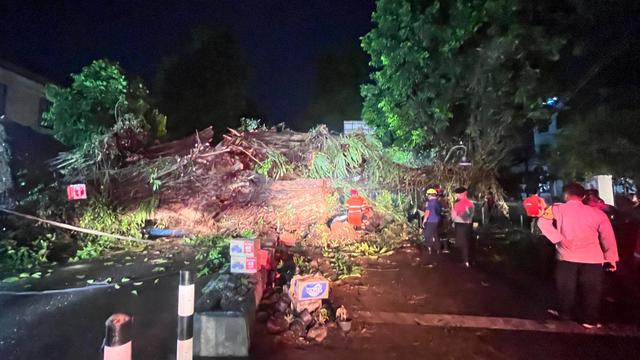 Penampakan Pohon Beringin Besar di Kota Bogor Tumbang dan Tutupi Jalan